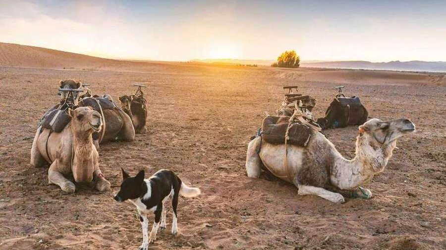 Da Errachidia: deserto, Zagora e valle del Draa in 5 giorni